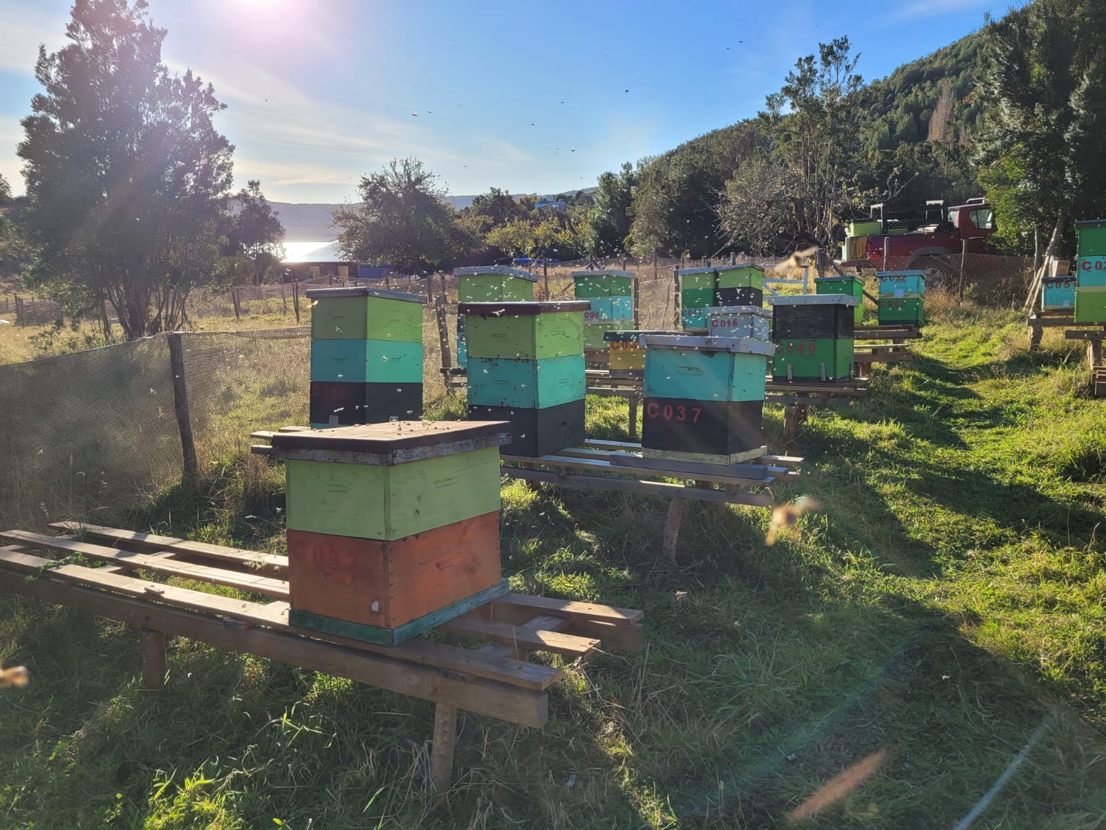 Colmenas del apiario Bee Tanqui a contraluz al atardecer, con el mar del archipiélago de Chiloé al fondo