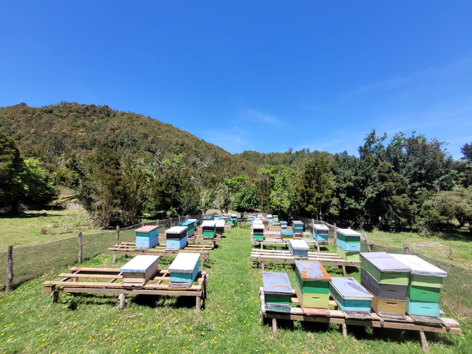 Apiario Bee Tanqui en Isla Tranqui, colmenas de colores sobre bases de madera frente a un cerro con bosque nativo