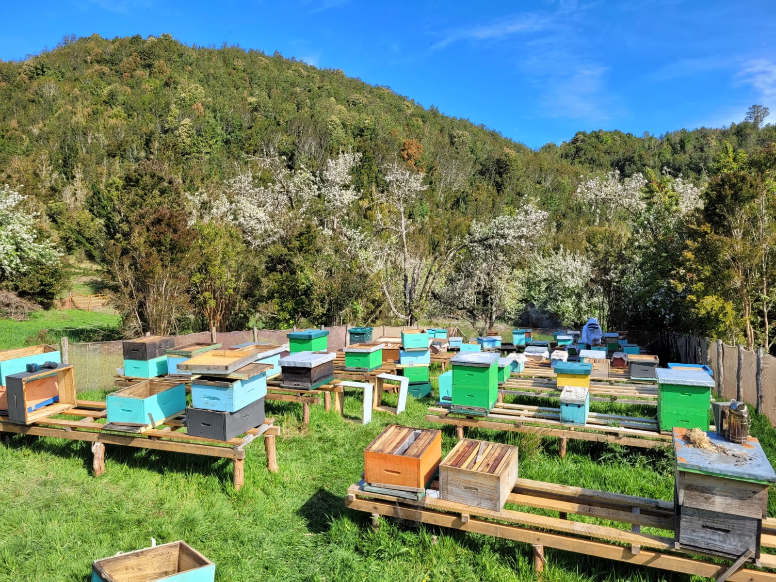 Árboles en flor junto a las colmenas del apiario Bee Tanqui durante la temporada de floración