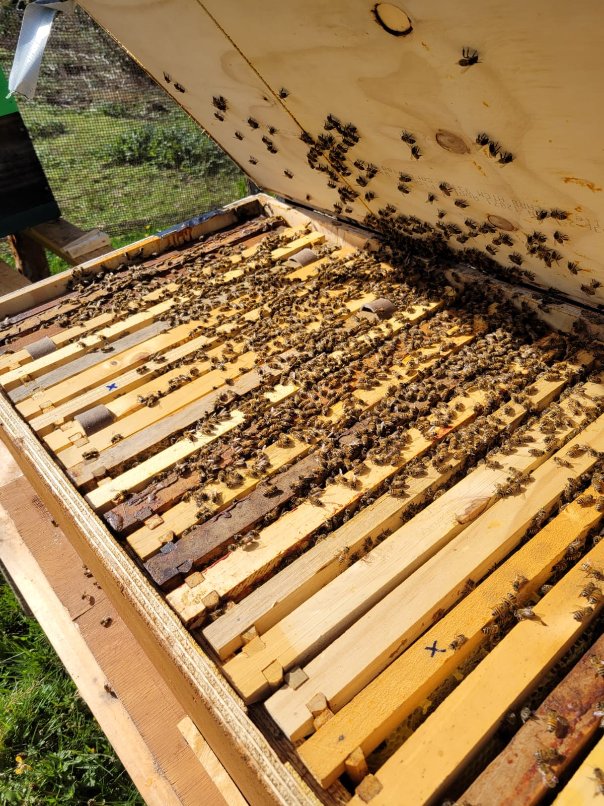 Colmena abierta mostrando los marcos superiores cubiertos de abejas