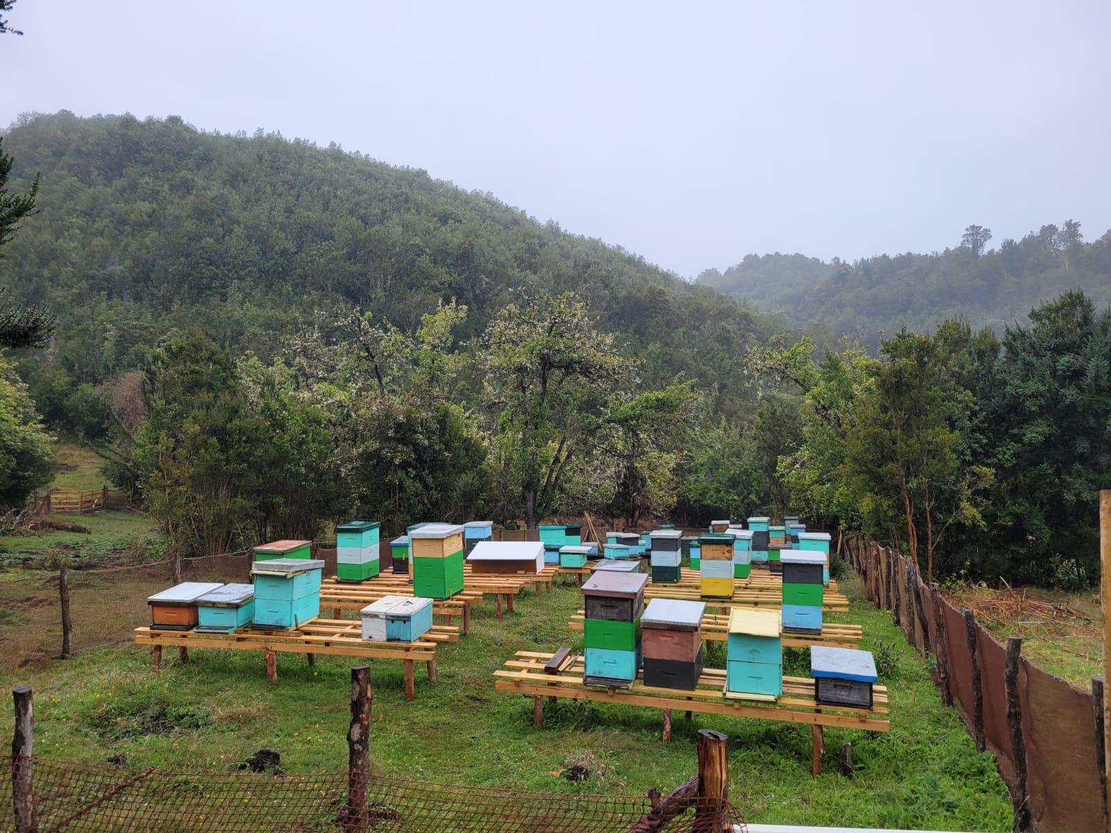 Apiario de Isla Tranqui con neblina sobre los cerros y el bosque
