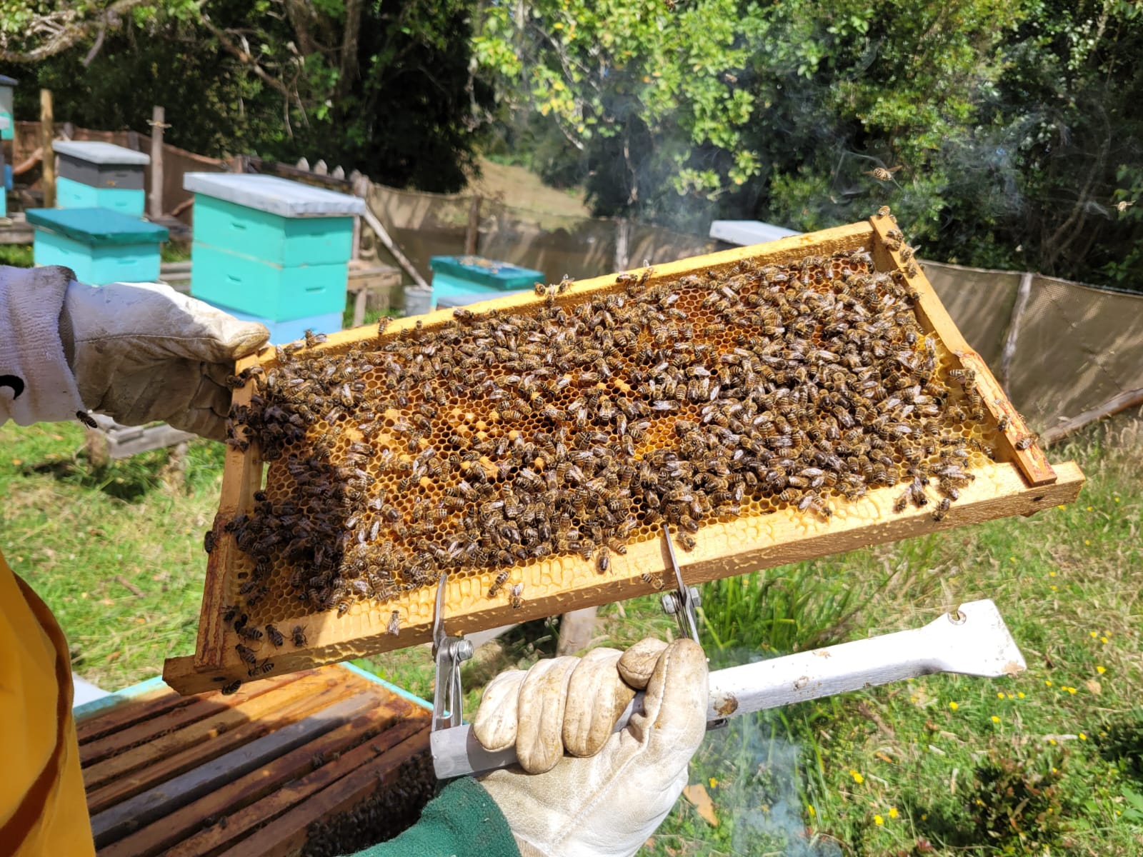 Marco con panal y abejas sostenido por un apicultor durante la revisión de la colmena